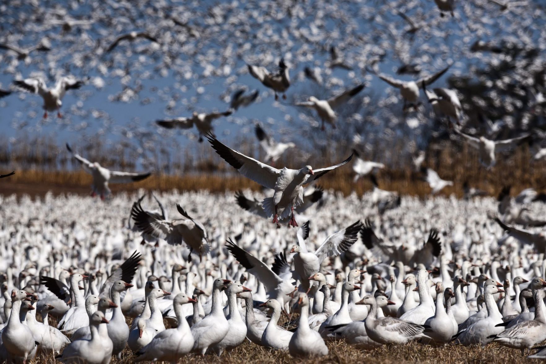 Snow geese